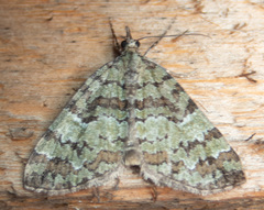 Hydriomena speciosata