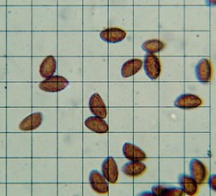 Cortinarius verrucisporus