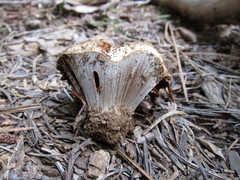 Cortinarius verrucisporus