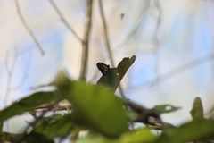 Baronia brevicornis brevicornis