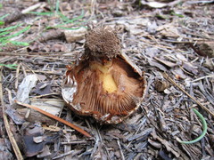 Cortinarius verrucisporus