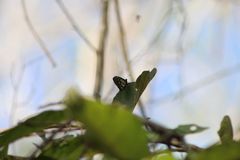 Baronia brevicornis brevicornis