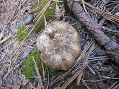 Cortinarius verrucisporus
