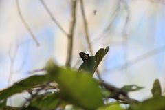 Baronia brevicornis brevicornis