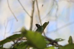 Baronia brevicornis brevicornis