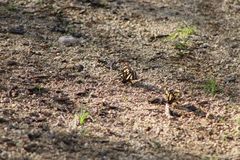 Baronia brevicornis brevicornis