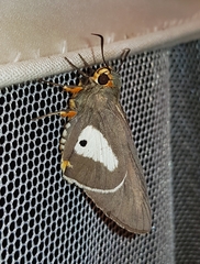 Coeliades anchises anchises