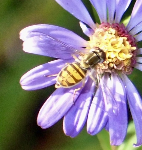 Unknown species found near Park Ave, Westchester, IL, US