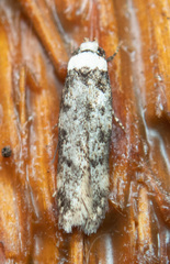 Endrosis sarcitrella
