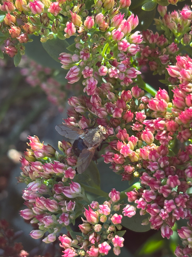 Unknown species found near Wisconsin, US