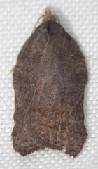 Acleris effractana