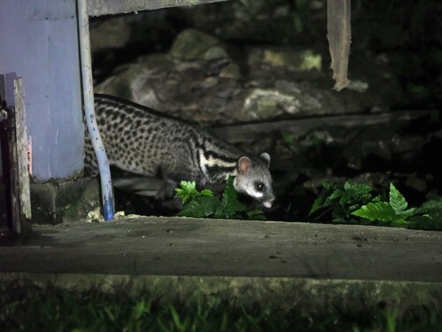 Malayan Civet