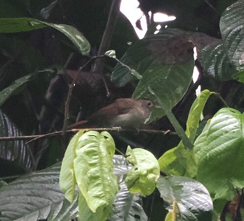 Sooty-capped Babbler (Malacopteron affine), photo 5