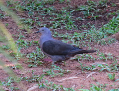 Patagioenas plumbea