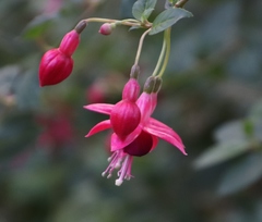 Fuchsia × hybrida