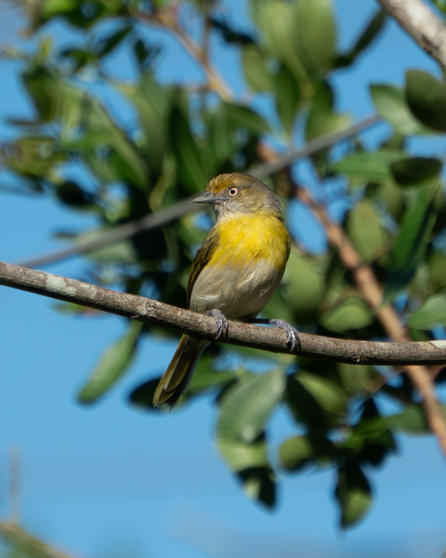 Lemon-chested Greenlet (Hylophilus thoracicus), photo 10