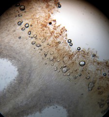 Entoloma undulatellum