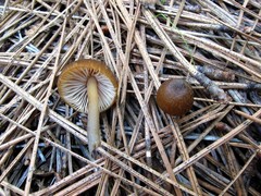 Entoloma undulatellum
