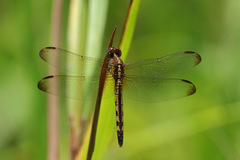 Erythrodiplax umbrata