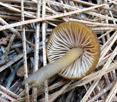 Entoloma undulatellum