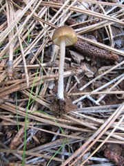 Entoloma undulatellum