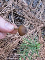 Entoloma undulatellum