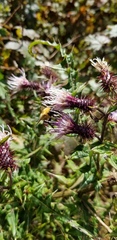 Bombus diversus
