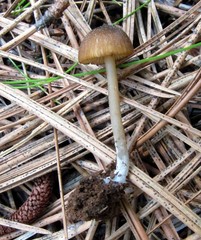 Entoloma undulatellum