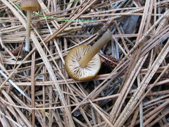 Entoloma undulatellum