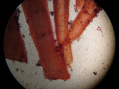 Entoloma undulatellum