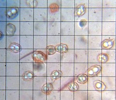 Entoloma undulatellum