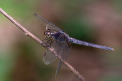 Erythrodiplax umbrata