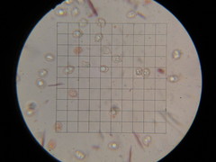 Entoloma undulatellum