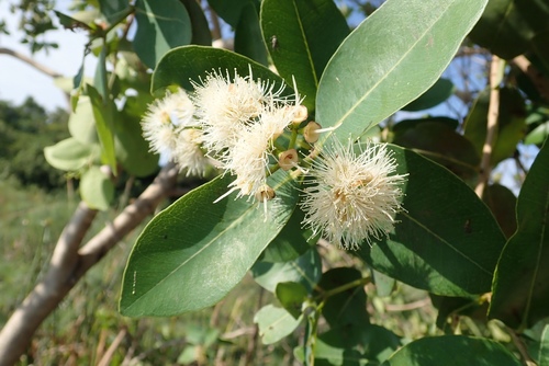 Syzygium cordatum