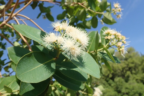 Syzygium cordatum