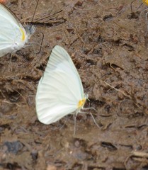 Pseudopieris nehemia