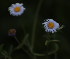 Felicia erigeroides