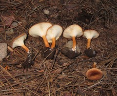 Infundibulicybe squamulosa