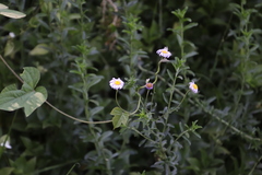 Felicia erigeroides