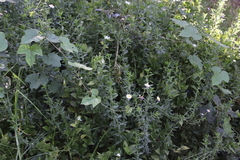 Felicia erigeroides
