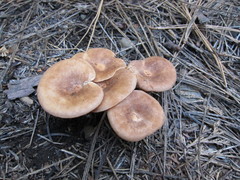 Infundibulicybe squamulosa