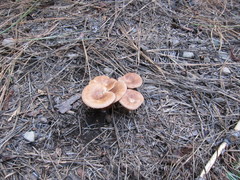 Infundibulicybe squamulosa