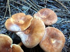 Infundibulicybe squamulosa