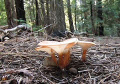 Infundibulicybe squamulosa