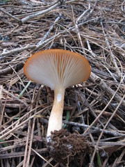 Infundibulicybe squamulosa