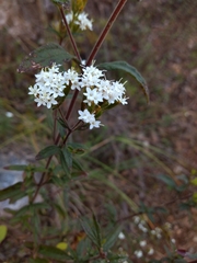 Stevia serrata