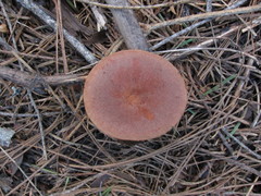 Infundibulicybe squamulosa