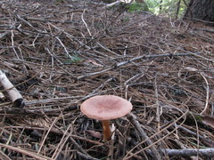 Infundibulicybe squamulosa