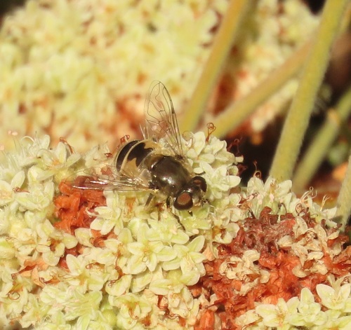 Unknown species found near Corvallis, OR, USA