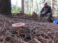 Infundibulicybe squamulosa